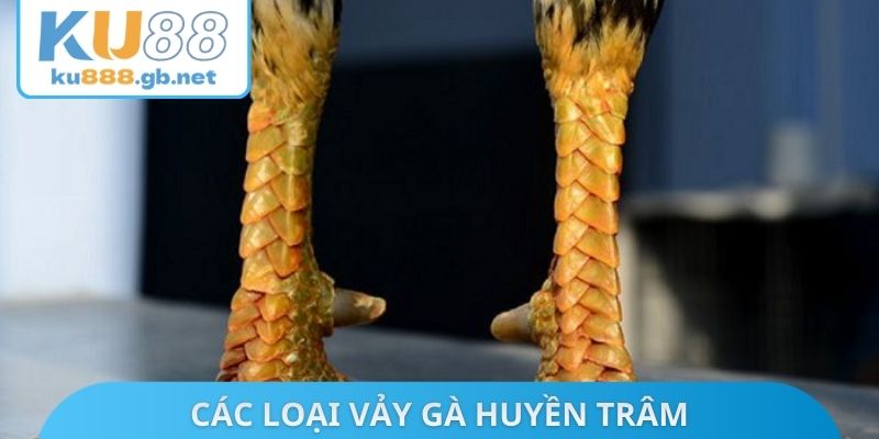 Các loại vảy gà huyền trâm