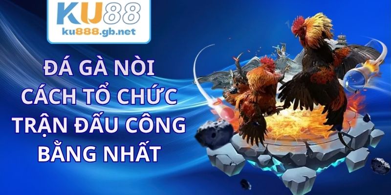 Đá Gà Nòi KU88 - Cách Tổ Chức Trận Đấu Công Bằng Nhất