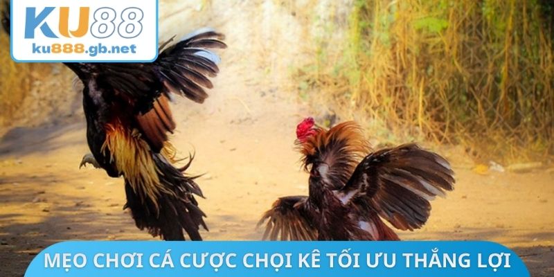 Mẹo chơi cá cược chọi kê tối ưu thắng lợi