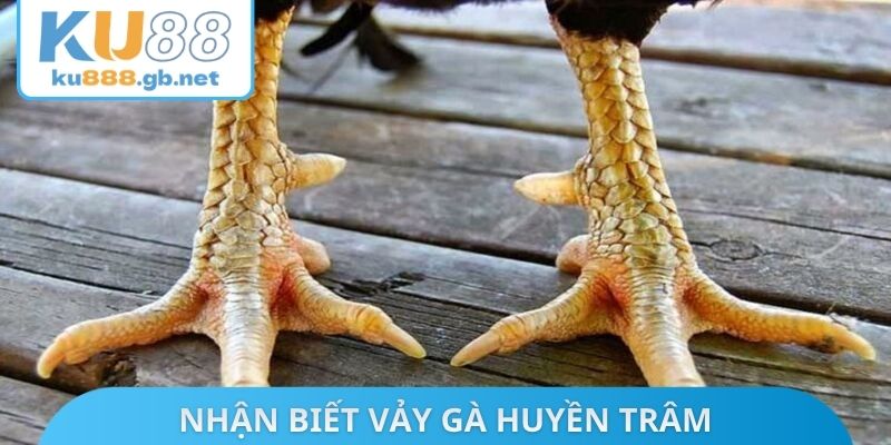 Nhận biết vảy gà huyền trâm