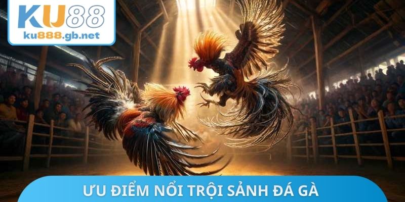 Ưu điểm nổi trội sảnh đá gà tại cổng cược